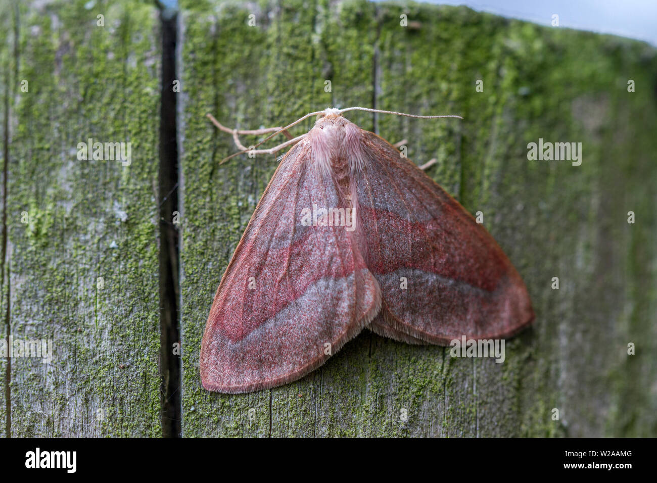 Gesperrt Rot, Hylaea fasciaria, Ansicht von oben, auf einem fencepost gehockt, Großbritannien Stockfoto