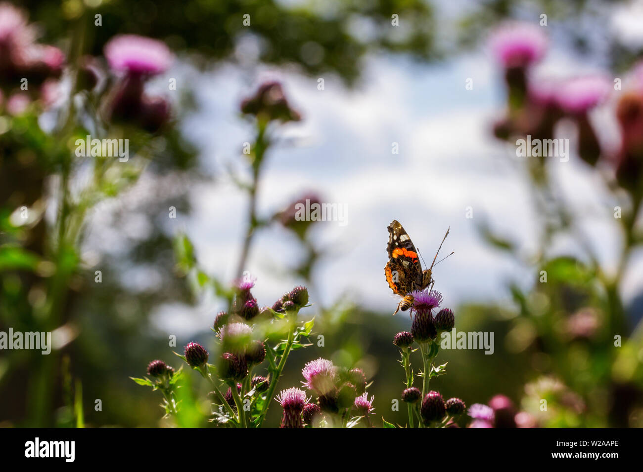 UK Wildlife: Red Admiral Schmetterling, Vanessa atalanta, in ungewöhnlicher Pose mit dem vorderen Bein verlängert werden, wenn zur Abwehr der Biene auf ihn zu fliegen. Stockfoto