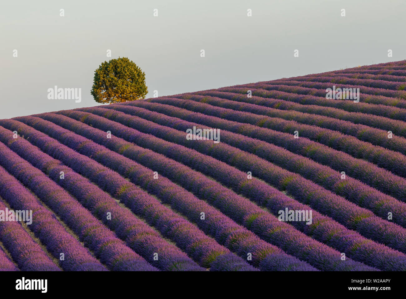 Lavendelfelder in der Provence. Sommerzeit Stockfoto