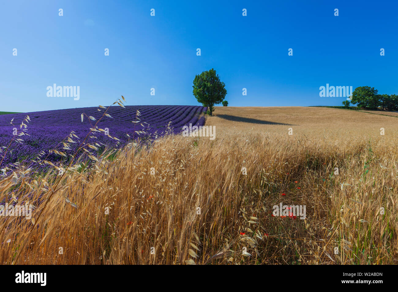 Lavendelfelder in der Provence. Sommerzeit Stockfoto