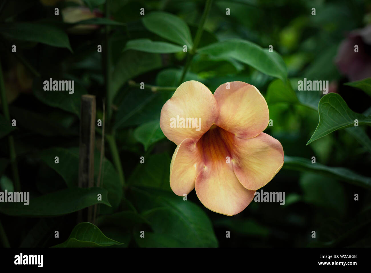 Isolierte Blume Bild dunkel grünen Hintergrund Stockfoto