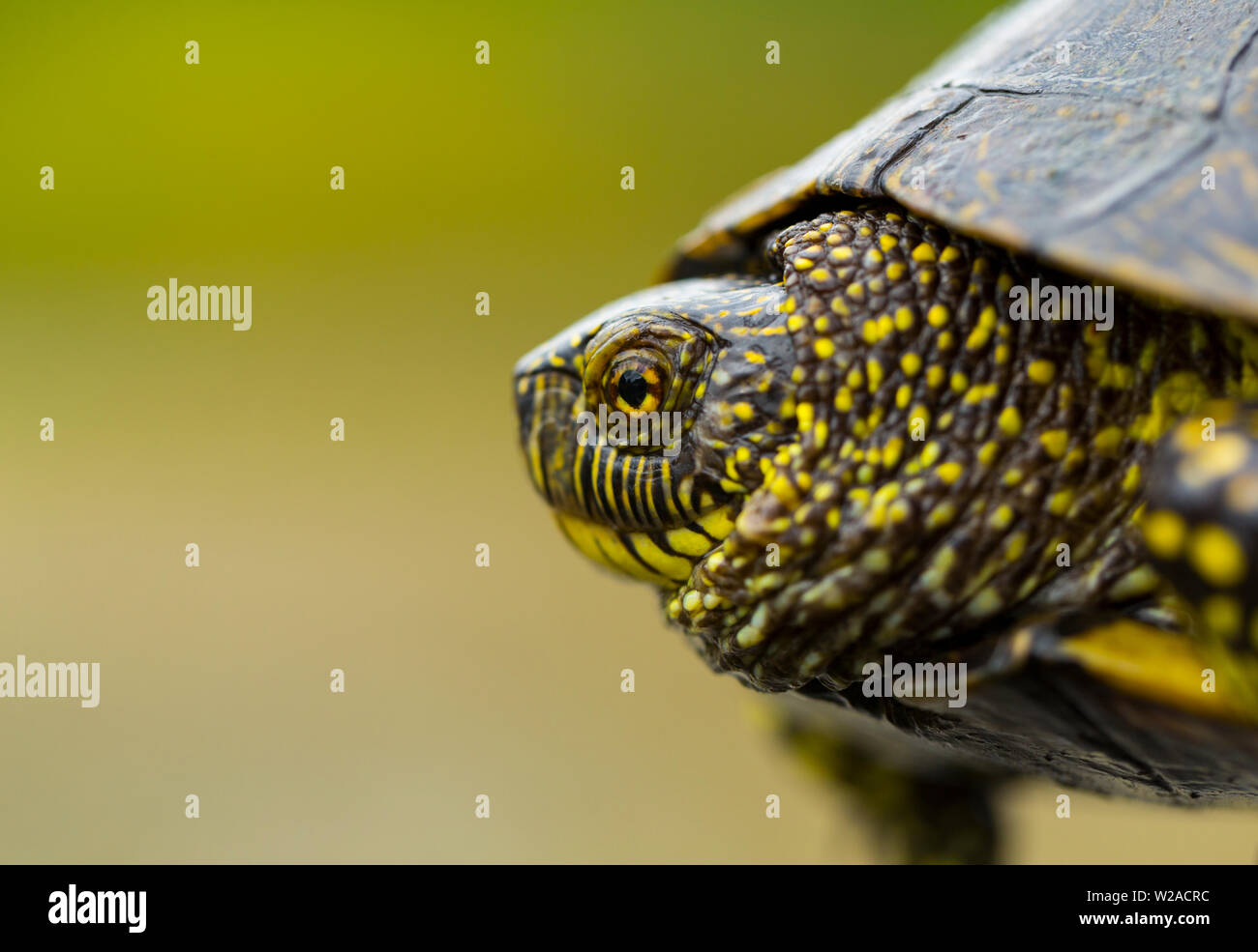 Europäische Sumpfschildkröte (auch genannt die Europäische Sumpfschildkröte (Emys orbicularis), Campanarios de Azaba Biological Reserve, Salamanca, Castilla y Leon Stockfoto