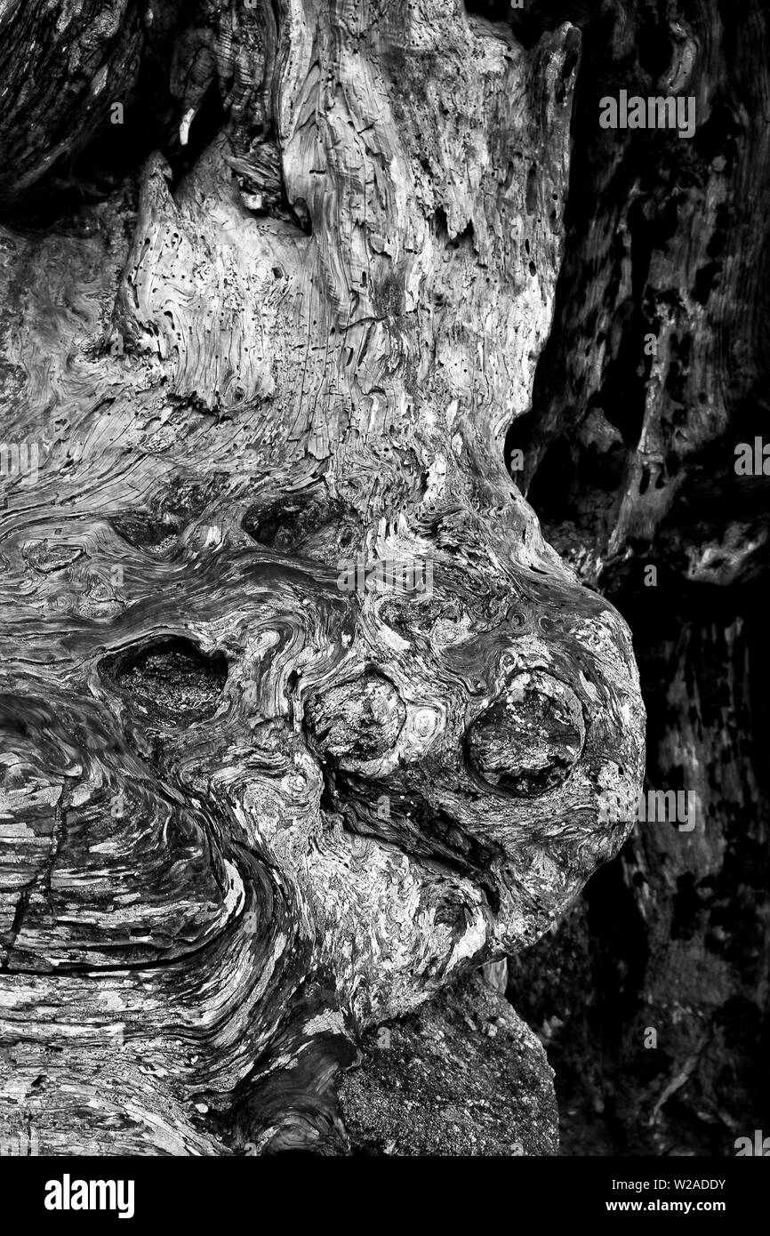 Schwarz und Weiß detail Drehungen und Wendungen in der Zypresse Baumrinde. Stockfoto