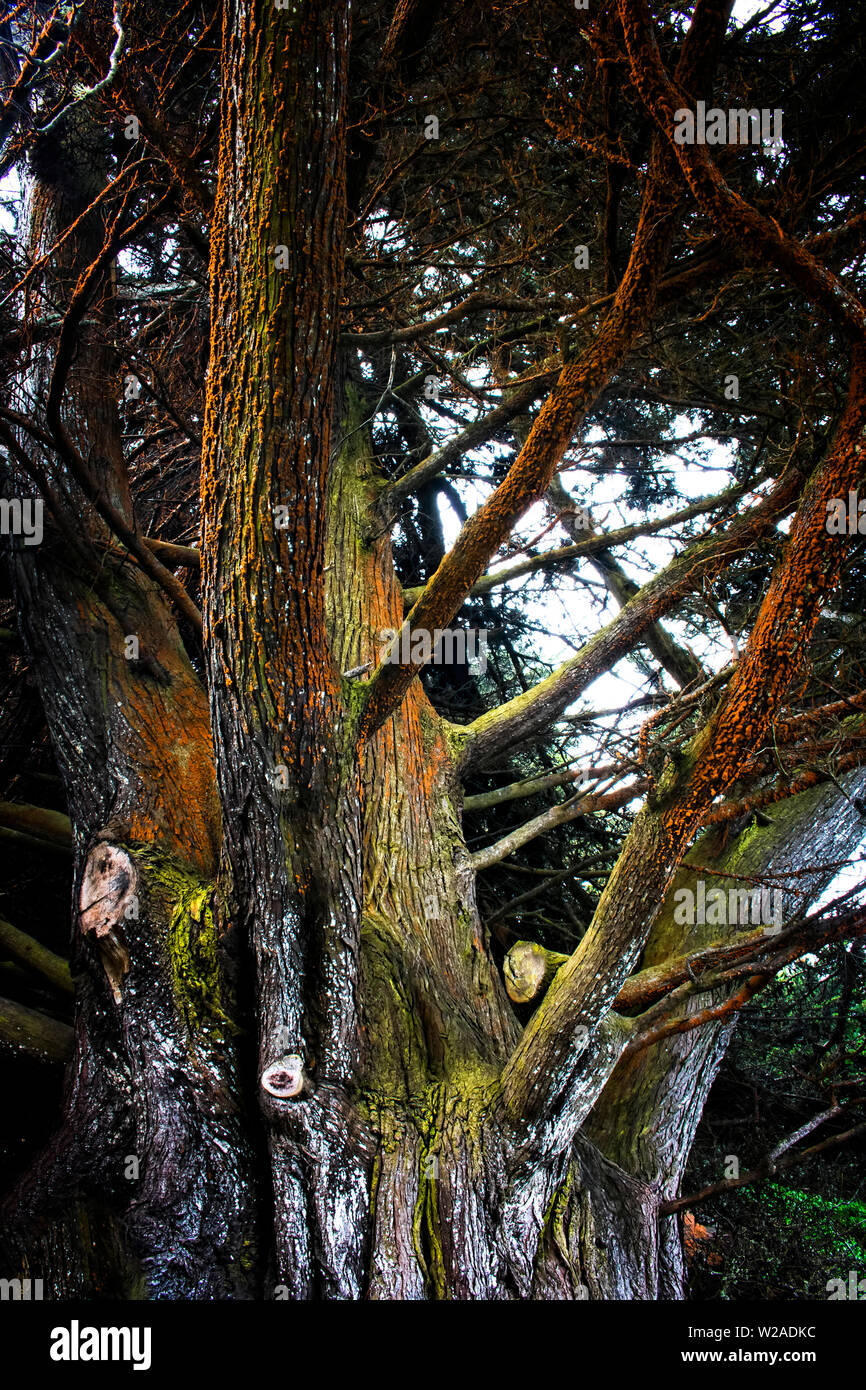 Leuchtend bunte Cypress Baum Rinde Stamm und Extremitäten in Konzeptionelle strukturelle Bild. Stockfoto