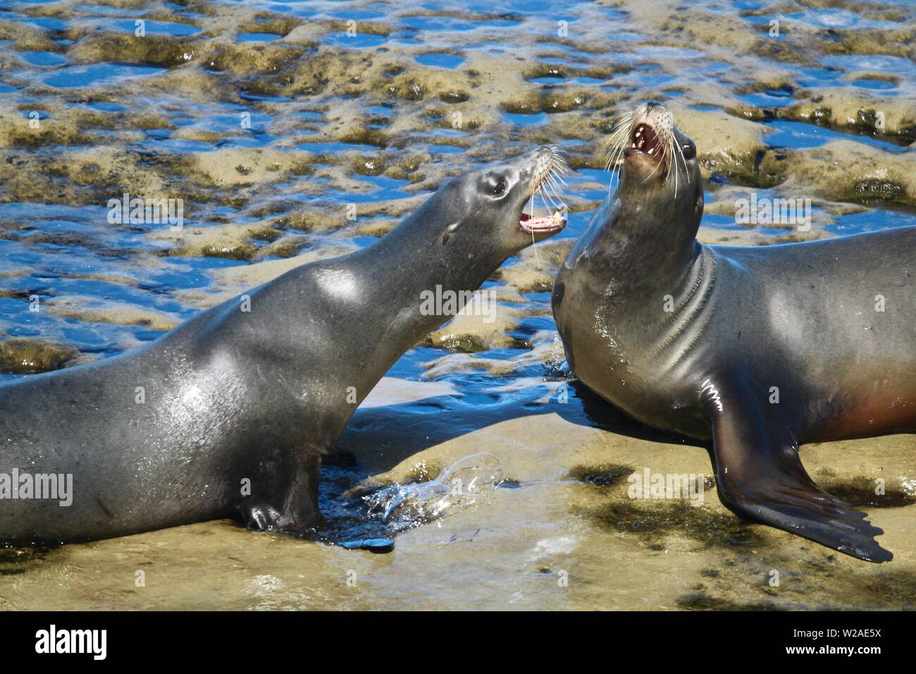 Wild Seelöwen in La Jolla, San Diego, Kalifornien Stockfoto
