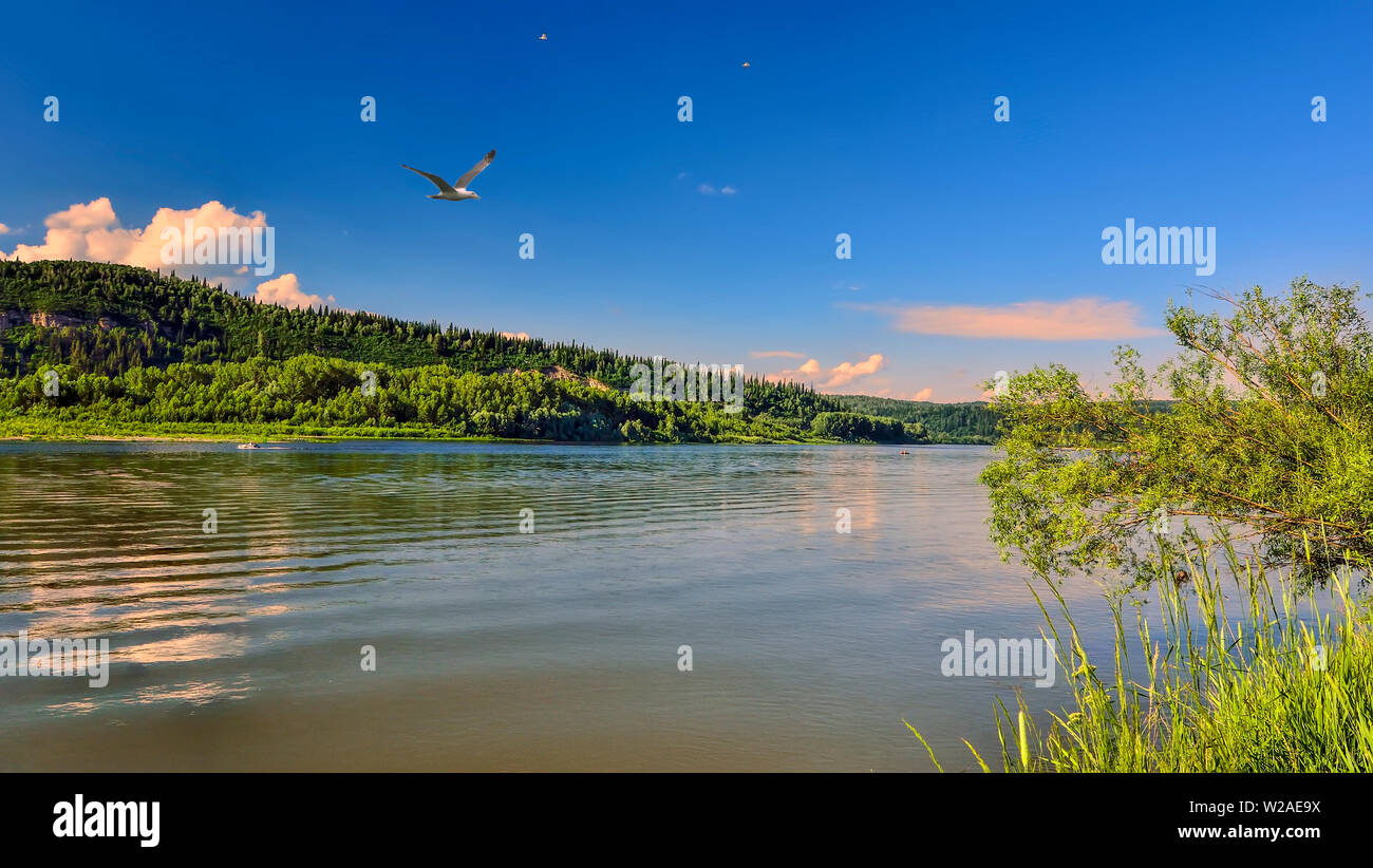 Fluss Möwen fliegen über Wasser im pink Sommer Sonnenuntergang. Schönen Sommerabend Landschaft auf rivertside mit sanftem rosa Wolken. Ufer mit grünen Dens Stockfoto