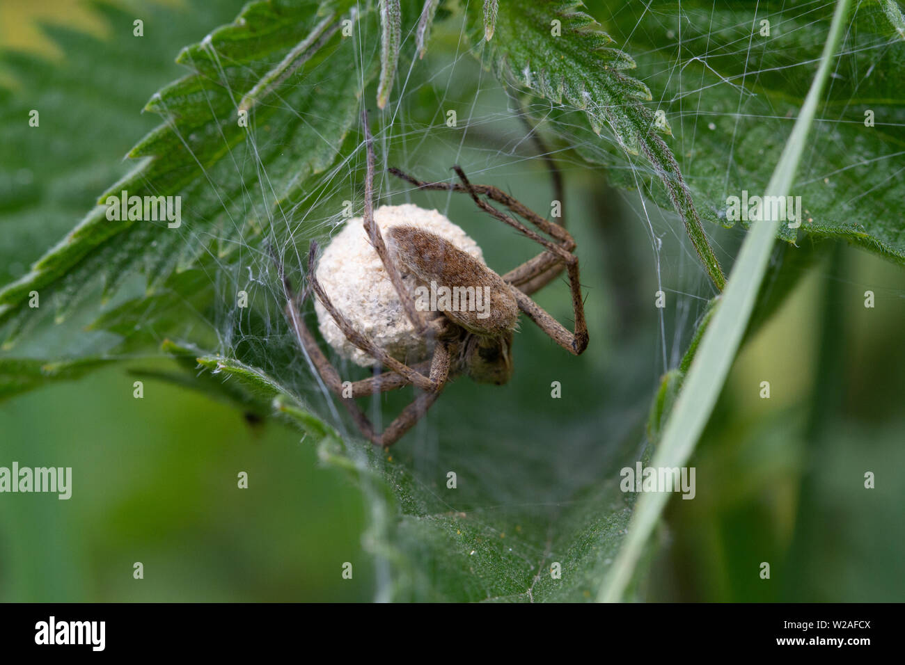 UK Wildlife: Weibliche Baumschule Web spider Schutz ein Ei sac von innerhalb einer Web Stockfoto