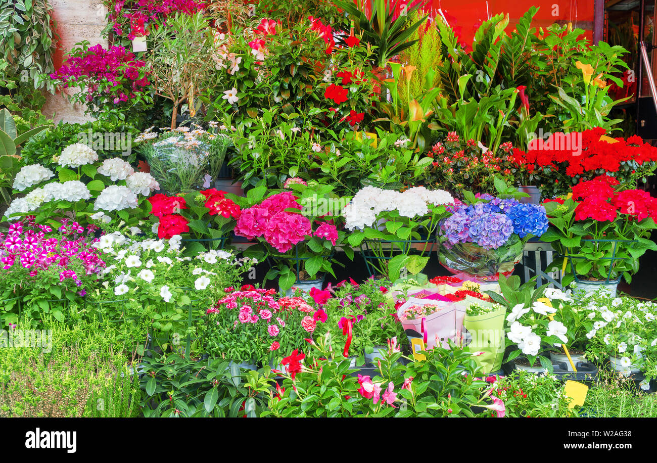 Viele verschiedene Blumen vor dem Blumenladen. Stockfoto