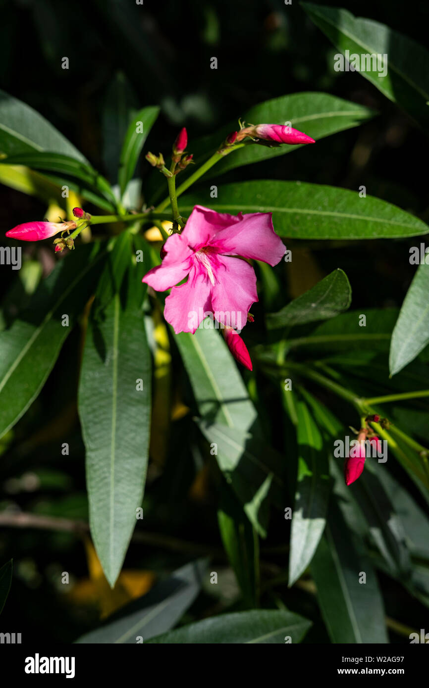 Giftige Straucher Stockfotos Giftige Straucher Bilder Alamy
