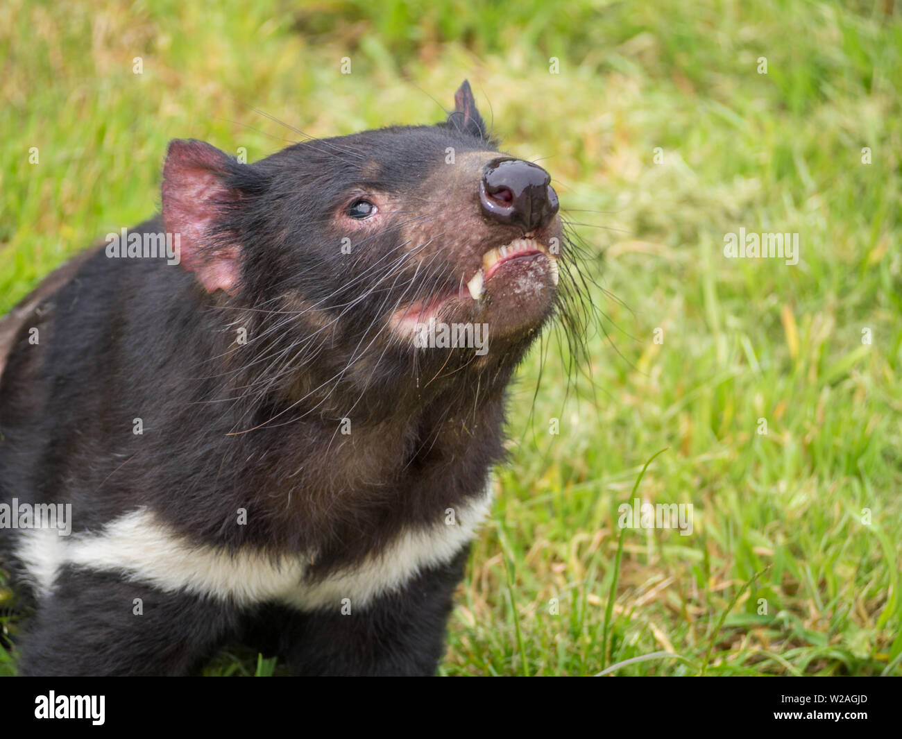 Kopf hoch, Tasmanischen Teufel Stockfoto