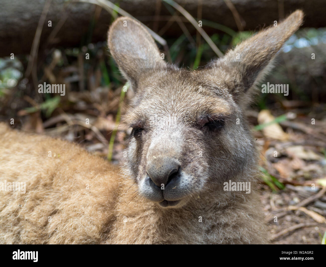 Kangaroo Head close-up Stockfoto