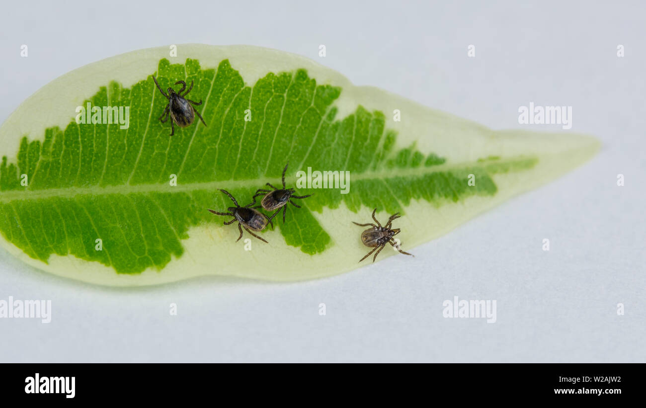 Gruppe von Crawling Rotwildhäckchen auf grünen Blättern, weißen Hintergrund. Ixodes ricinus. Ansteckende parasitäre Milben. Gefährliche Insekten im Detail. Lyme Krankheit. Stockfoto