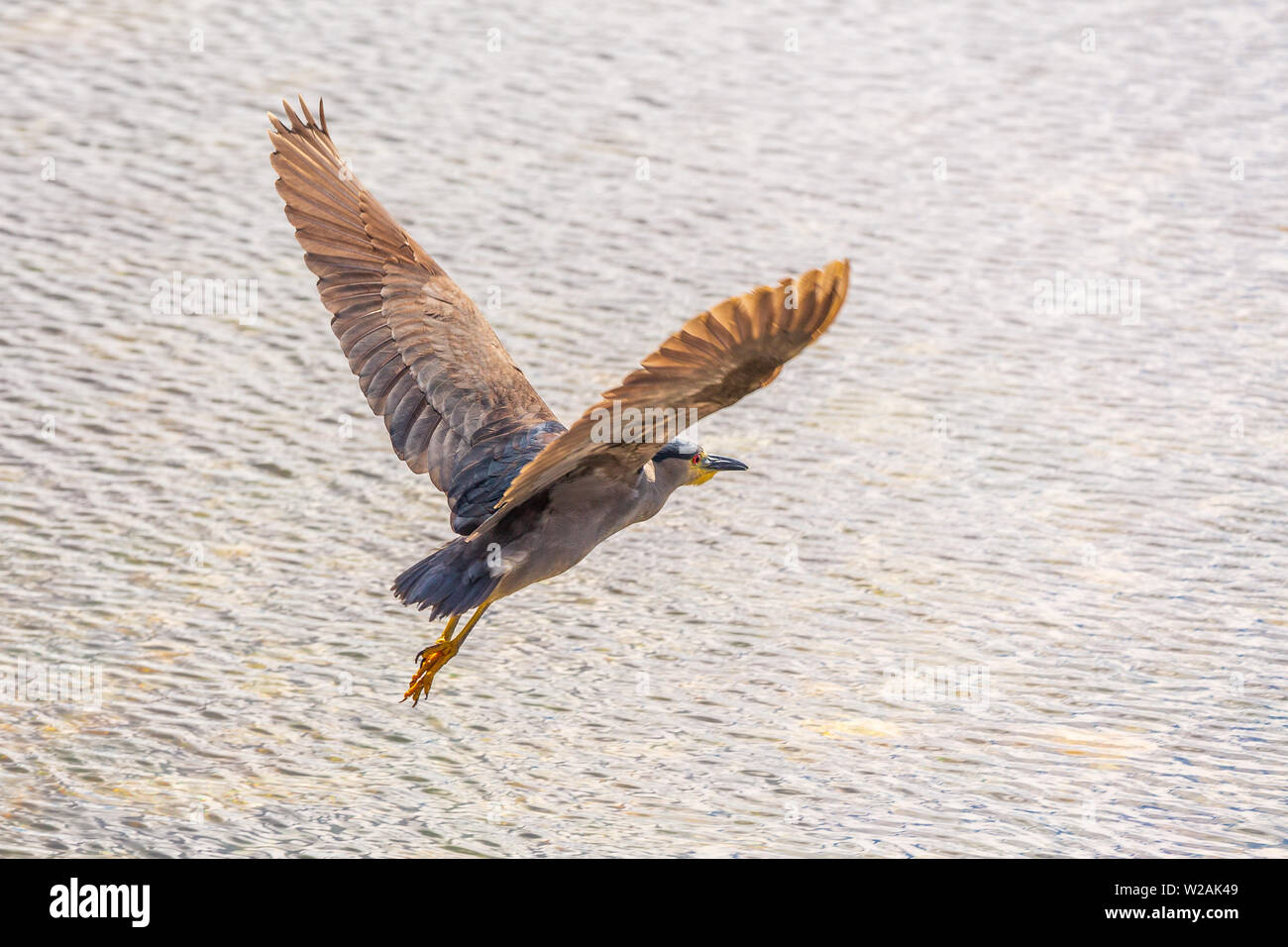 Schwarz - gekrönte Nacht - heron Flug dauert in einer geschützten Bucht in den Falkland Inseln. Schräg von hinten fotografiert. Stockfoto