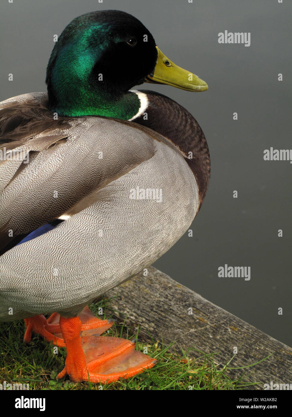 Nahaufnahme eines männlichen (Drake) Mallard Duck (Anas platyrhynchos) mit leuchtend orangefarbenen Webbettfüßen in England, Großbritannien Stockfoto