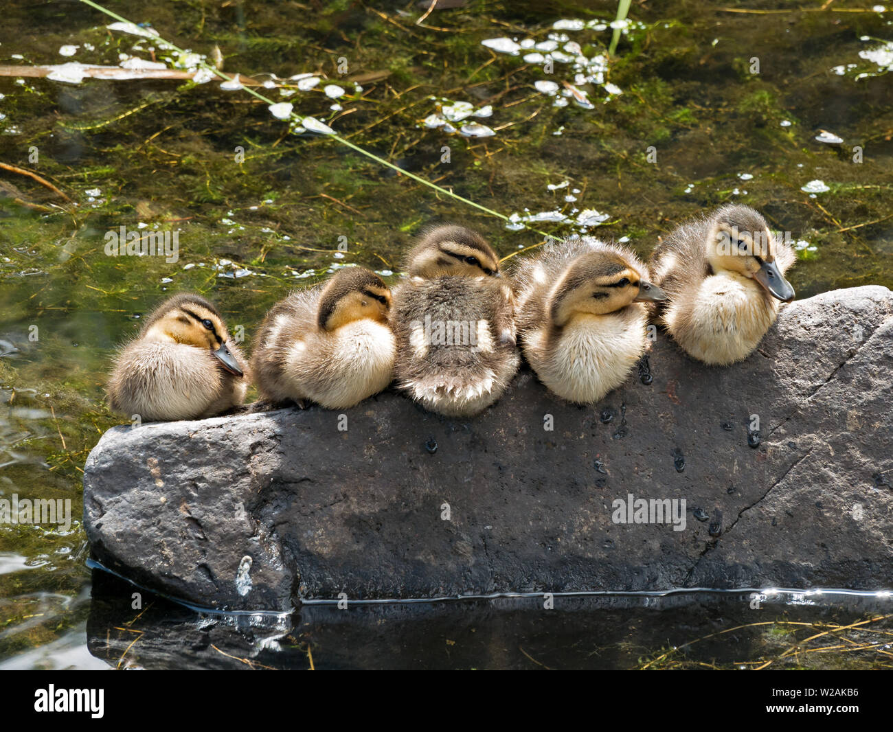 Eine Reihe von fünf niedlichen kleinen Entenküken Stockente (Anas platyrhynchos) Balancieren auf einem Felsen über einen Stream, Bradgate Park, Leicestershire, England, Großbritannien Stockfoto