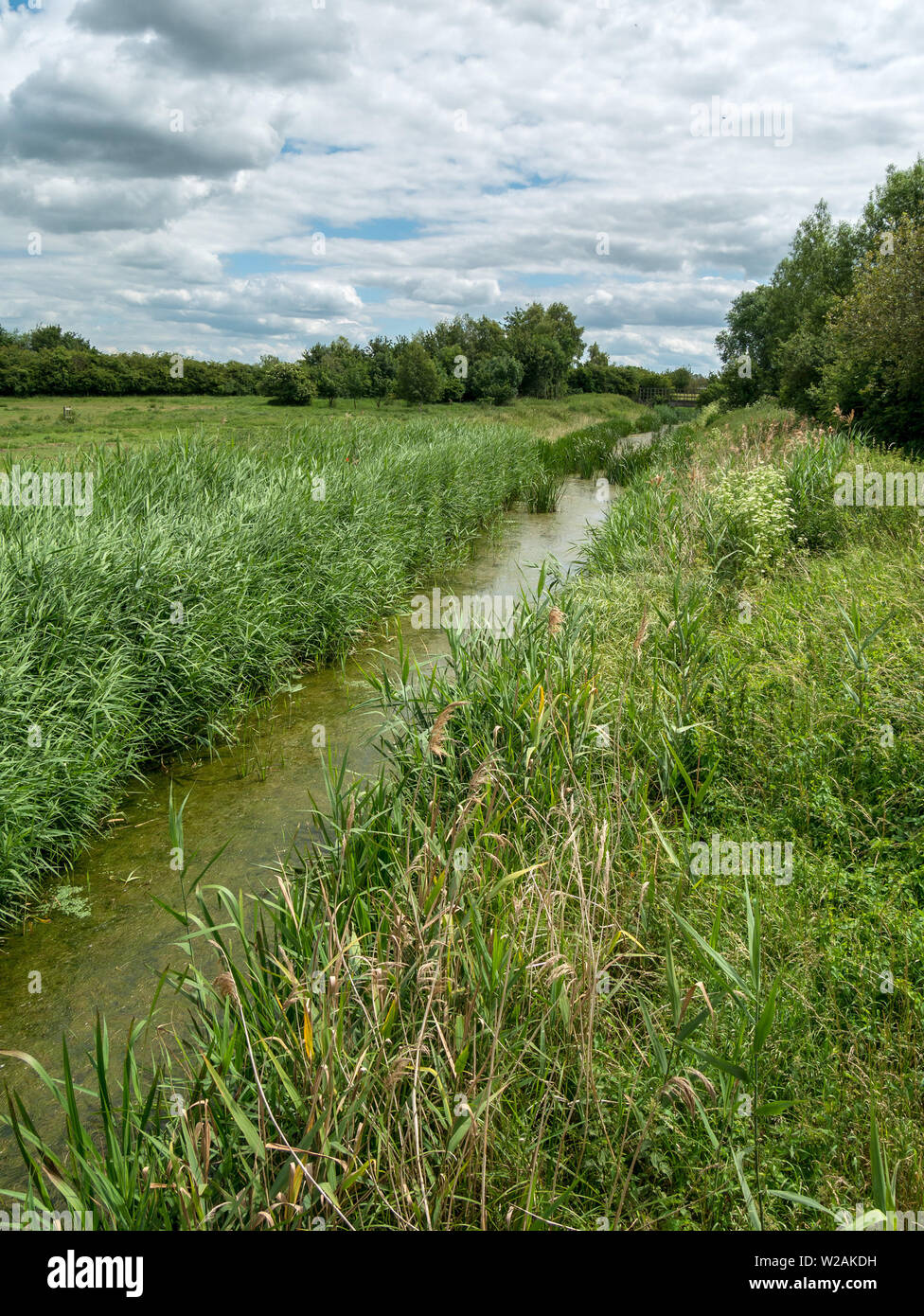 Die Mustdyke, einem mittelalterlichen moorlandzone Entwässerung Deich, Flag Fen, Peterborough, Cambridgeshire, England, Großbritannien Stockfoto