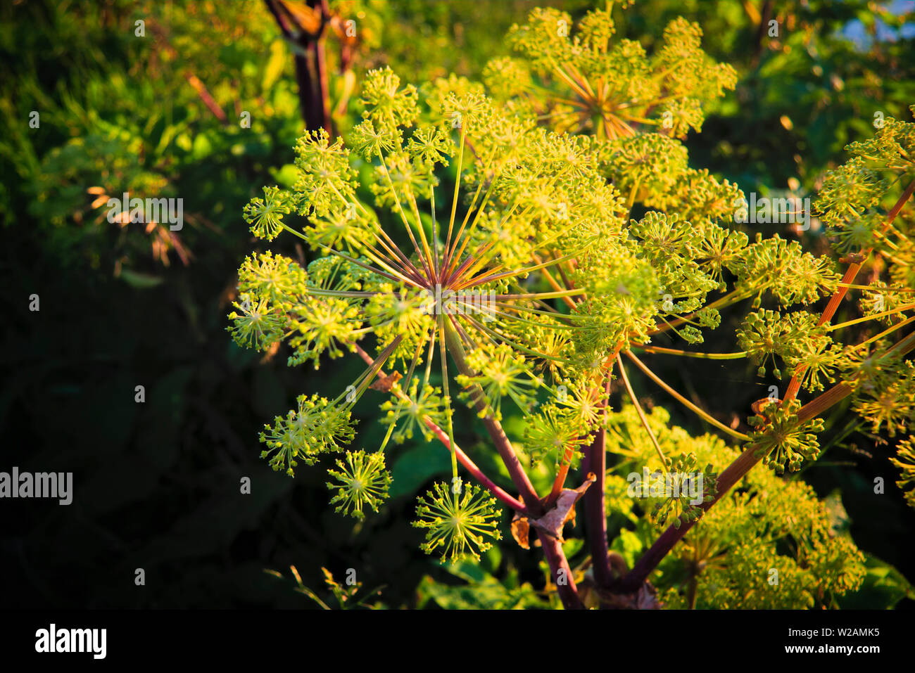 Heracl um sib ricum ist ein Kraut auf dem Dach Familie. Es wächst in der gemäßigten Zone in ganz Europa, in Ciscaucasia und in Westsibirien. Stockfoto