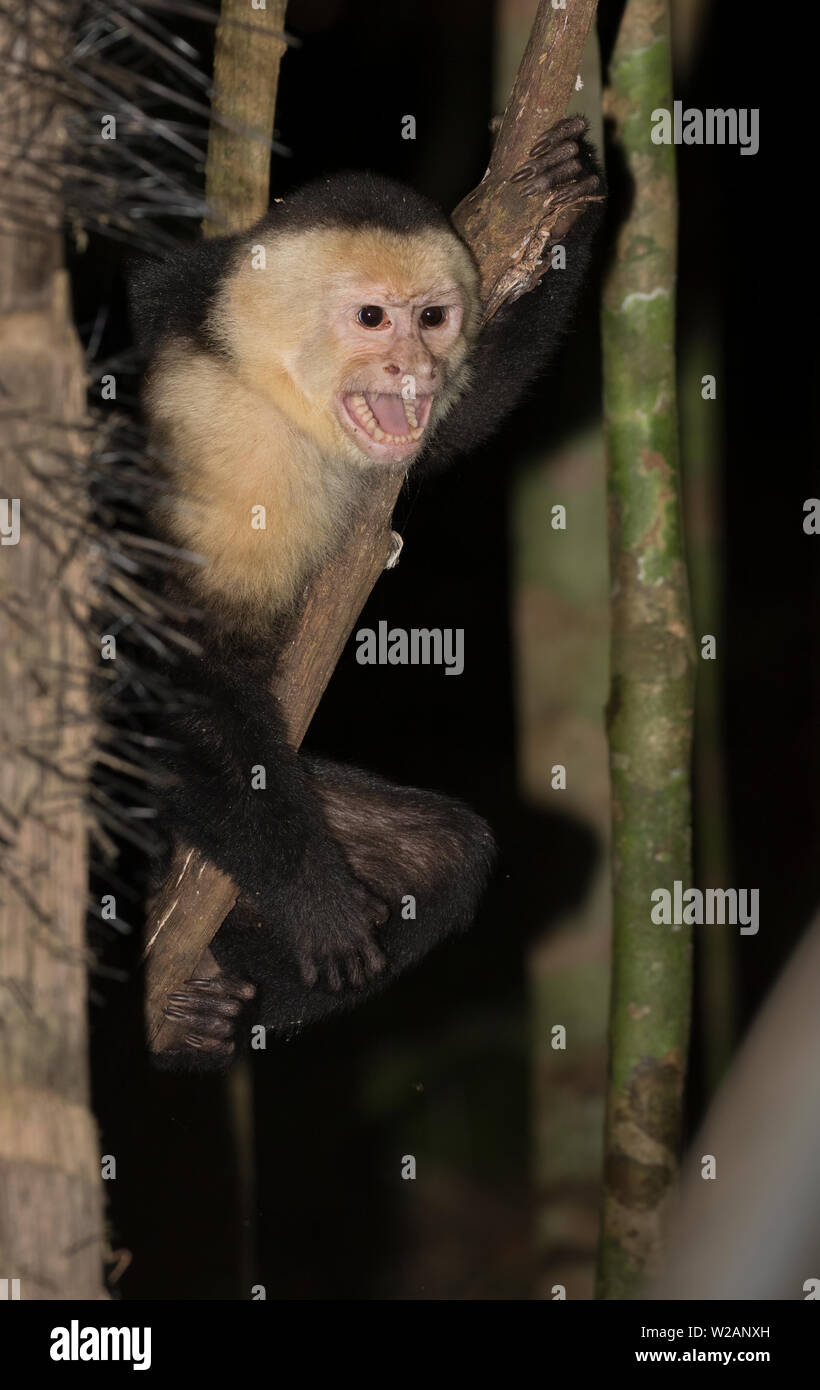 Weiße Leitung Kapuziner Affen an der Manuel Antonio National Park, Costa Rica Stockfoto