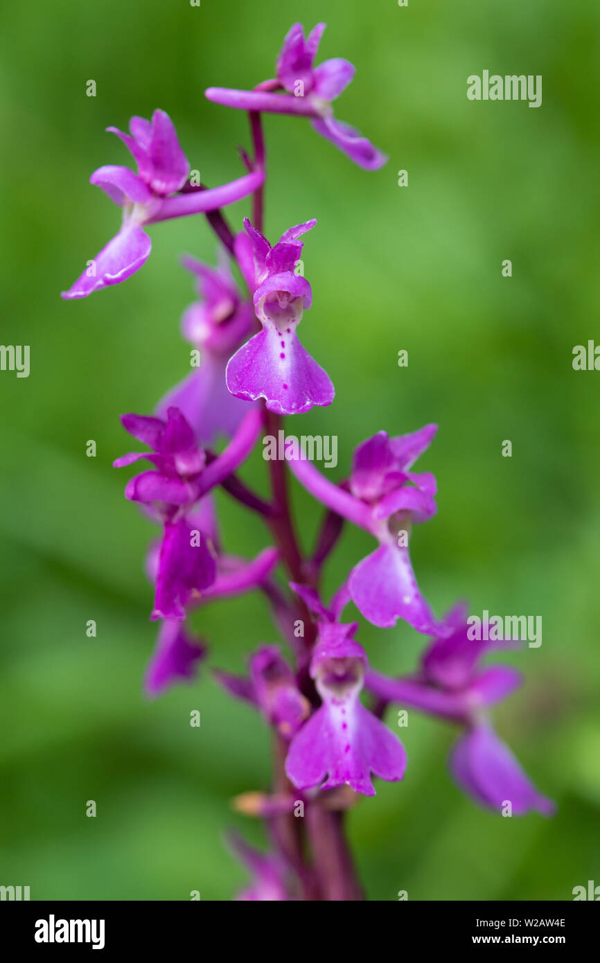 Frühe Blume lila Orchidee (Orchis Mascula) Stockfoto