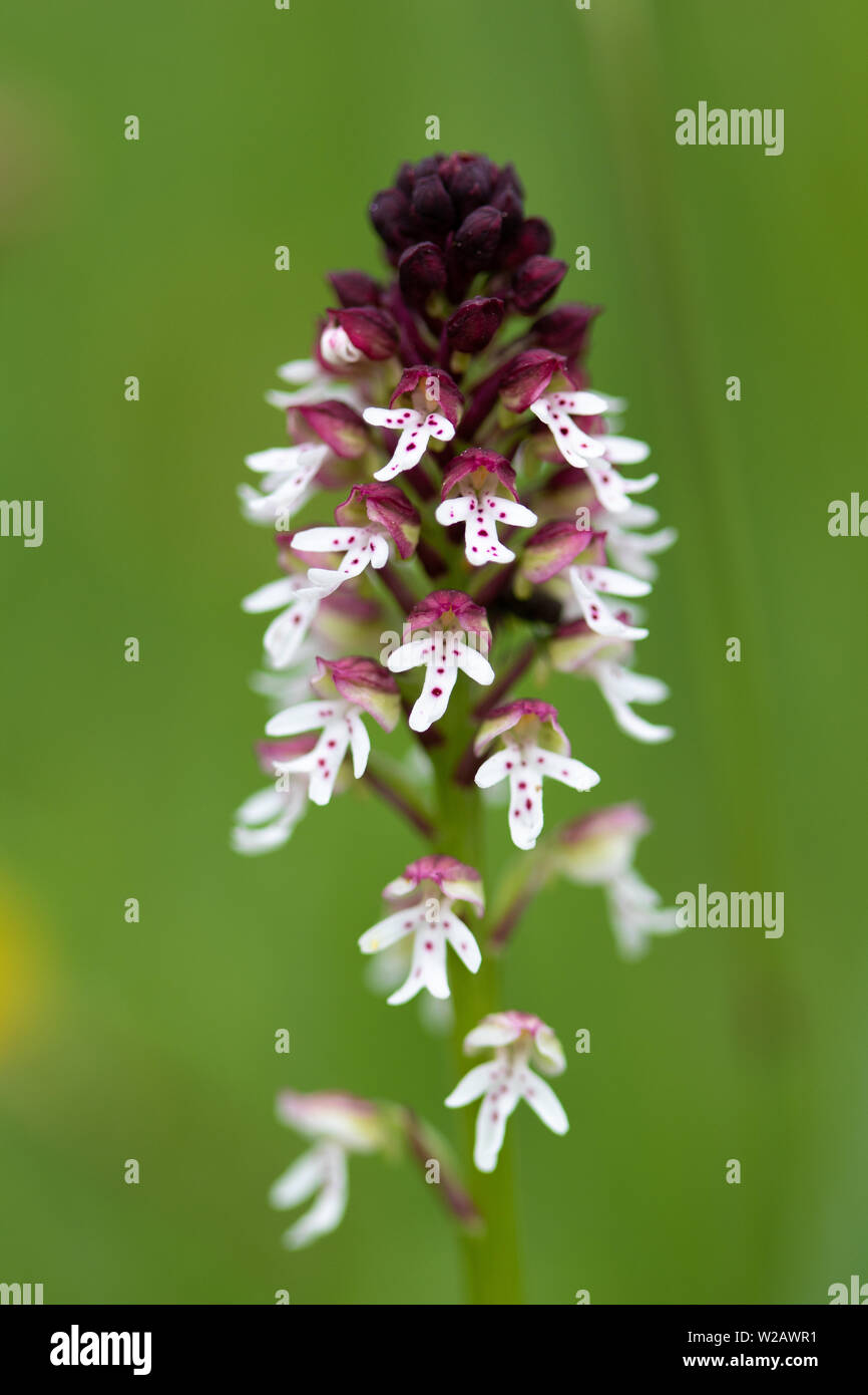 Gebrannt - Orchid (Neotinea ustulata gespitzt) Blumen Stockfoto