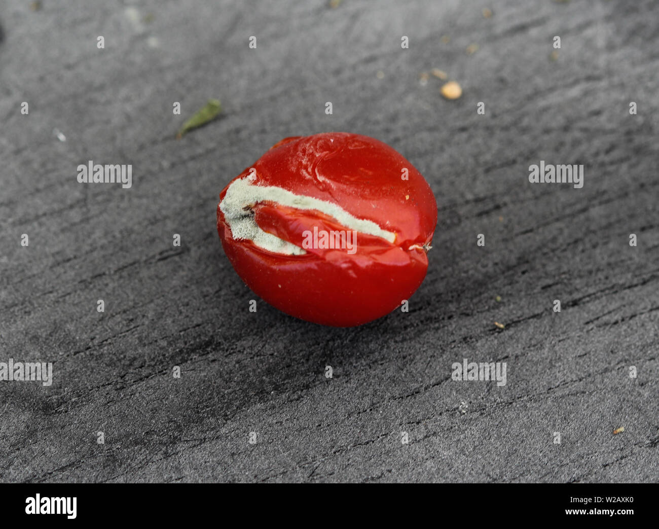 In der Nähe der Faulen Kirschtomate auf schwarz Schneidbrett Hintergrund Stockfoto