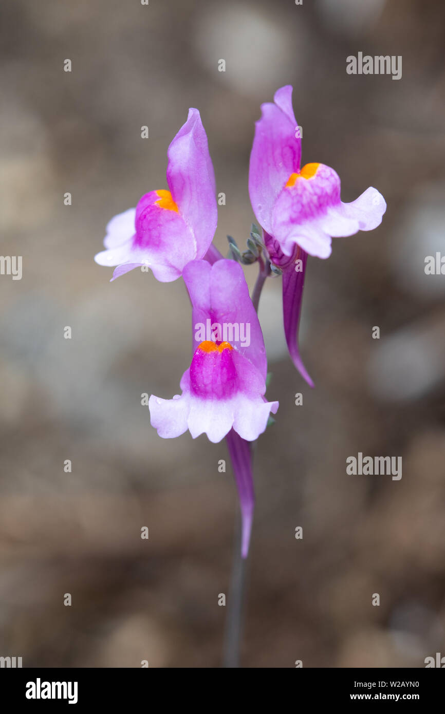 Alpenblume Leinkraut (Linaria Alpina) Stockfoto