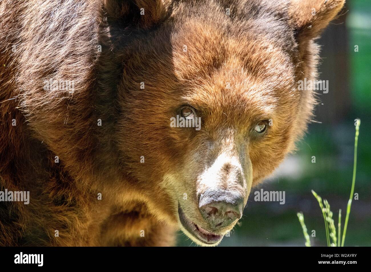 American Black Bear close up Stockfoto