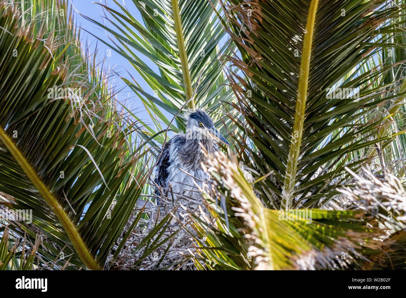 Baby Great Blue Heron Chics in einem Nest in einer Palme Stockfoto