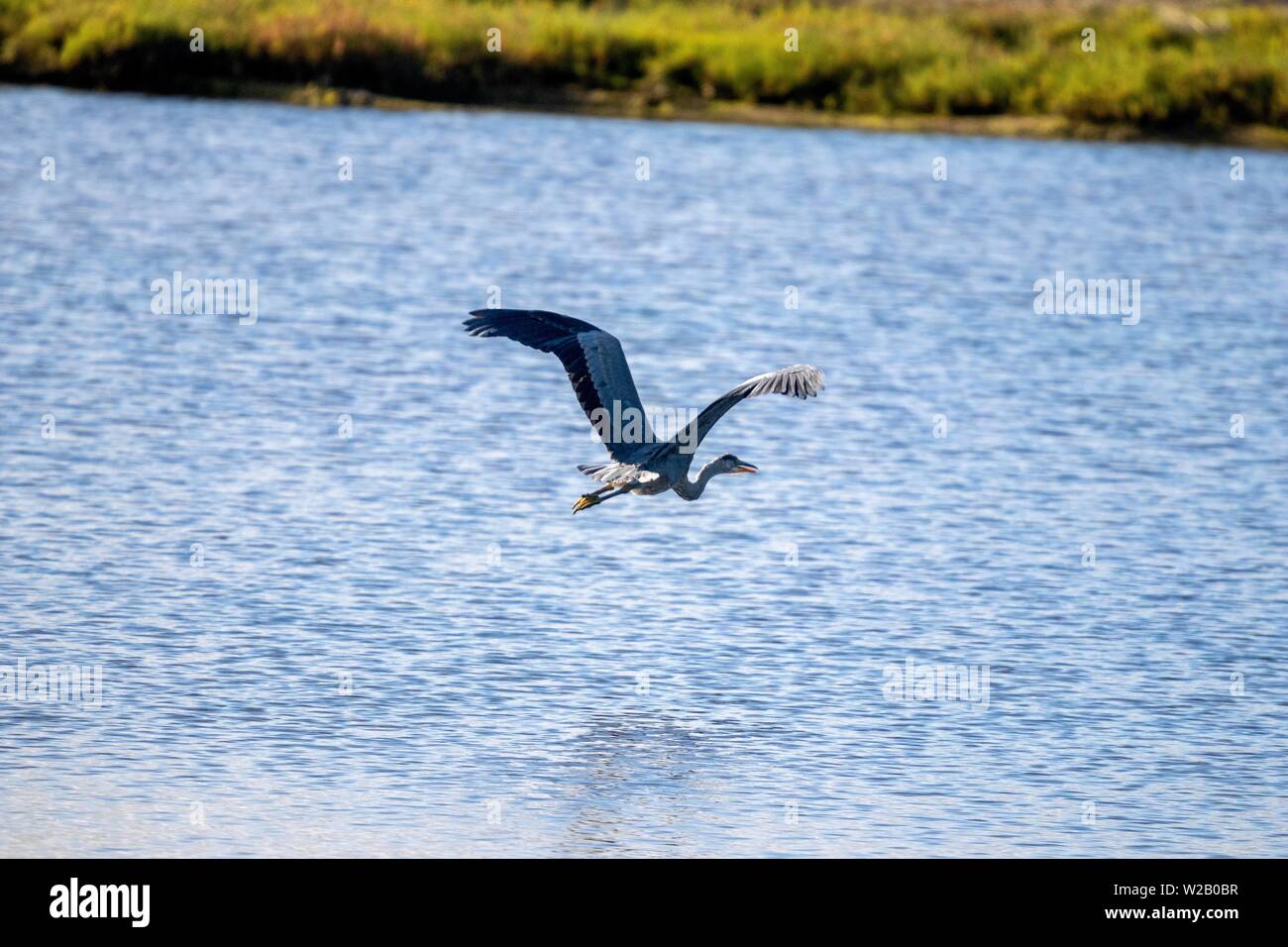 Great Blue Heron im Flug über Wasser Stockfoto