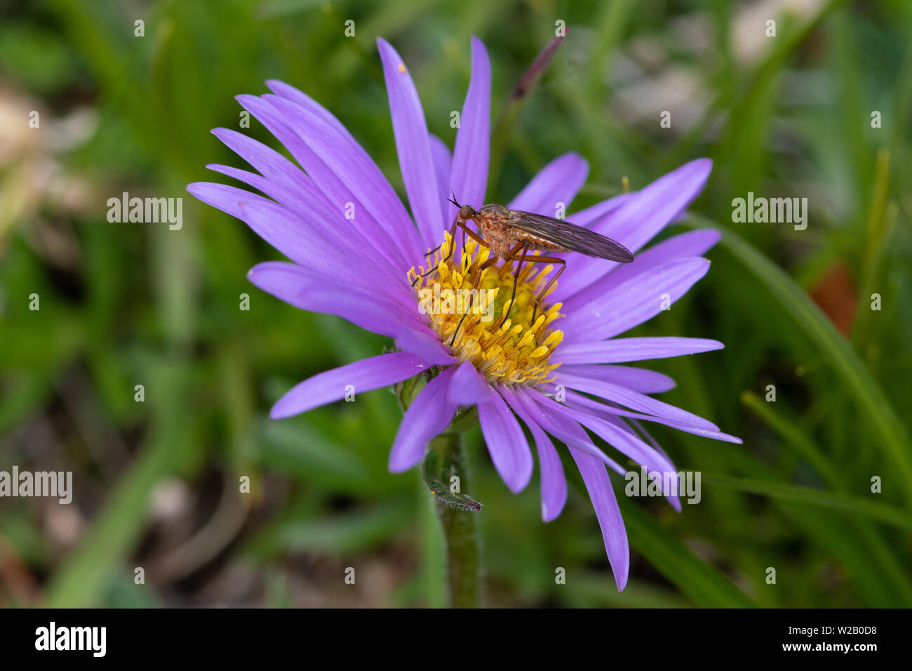 Tanz fliegen (Diptera: Empididae) ernähren sich von Nektar aus einem Alpinen Aster (Aster alpinus) Blüte Stockfoto