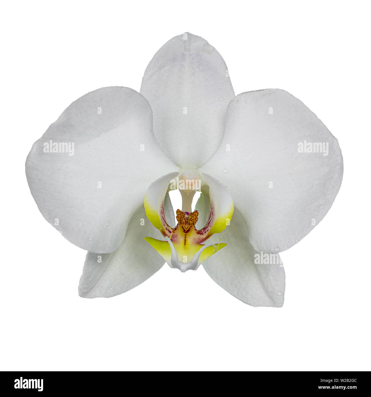 Blick von oben auf die einzelne weiße Phalaenopsis Orchidee. Auf einem weißen Hintergrund. Stockfoto