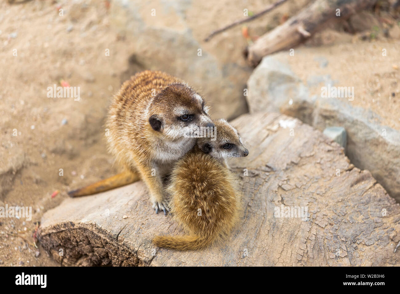 Zwei Erdmännchen Erwachsener und Kind neben einander sitzen auf einem Schwebebalken Stockfoto