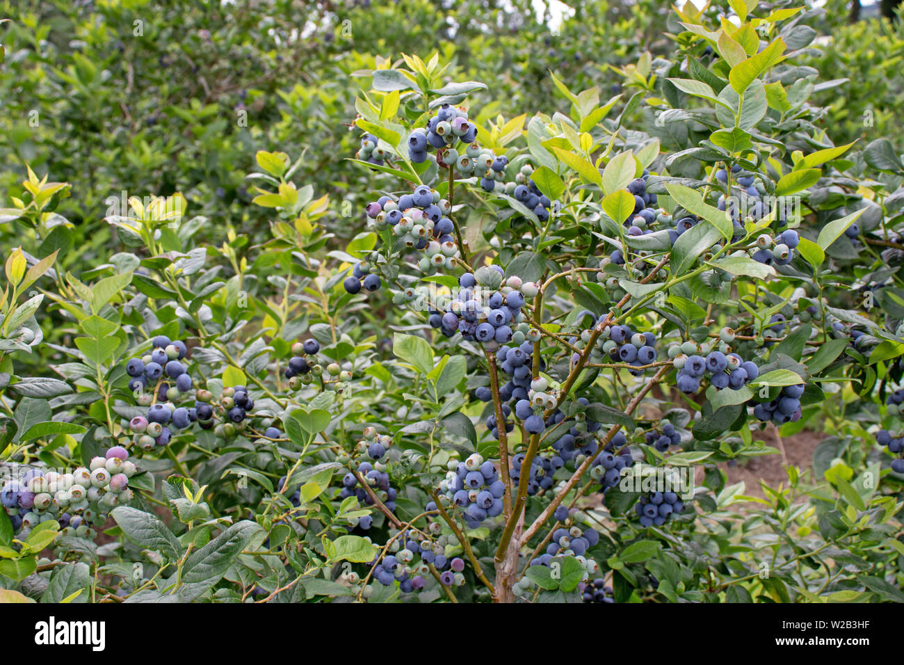 Reife Früchte der Heidelbeere auf der Plantage. Fülle der Beeren am Strauch. Ertragreiche Northern highbush Vielfalt. Stockfoto