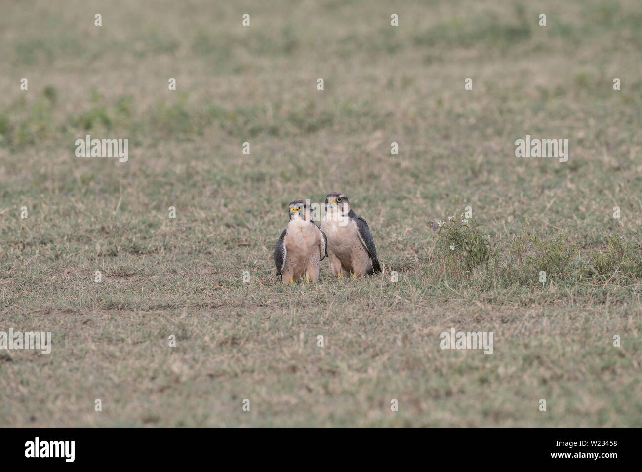 Paar lanner Falcons auf dem Boden sitzend, Tansania Stockfoto