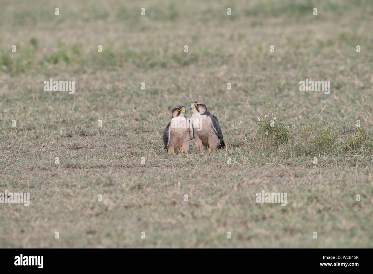 Paar lanner Falcons auf dem Boden sitzend, Tansania Stockfoto
