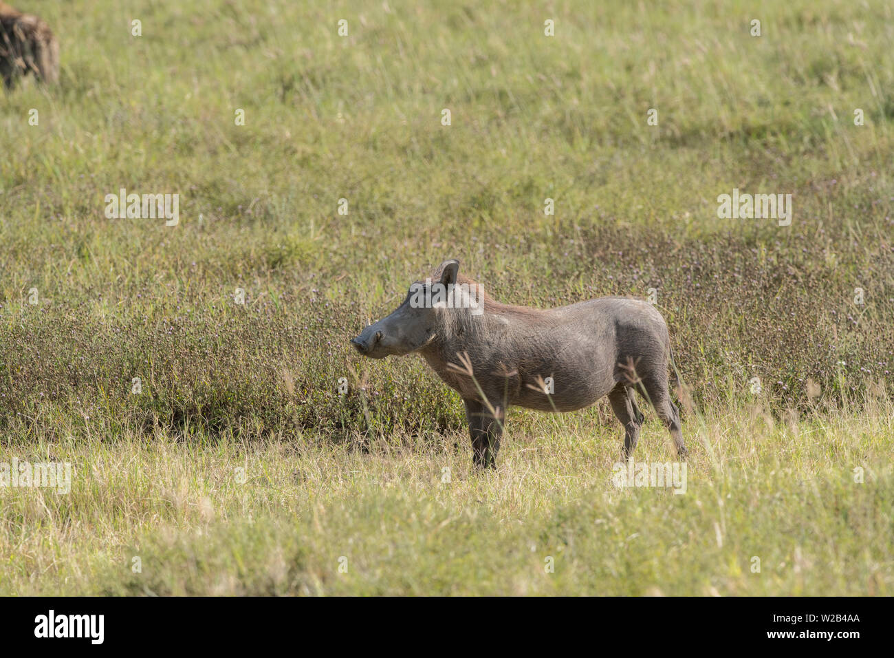 Männliche Warzenschwein stehend, Ngorongoro Krater Stockfoto