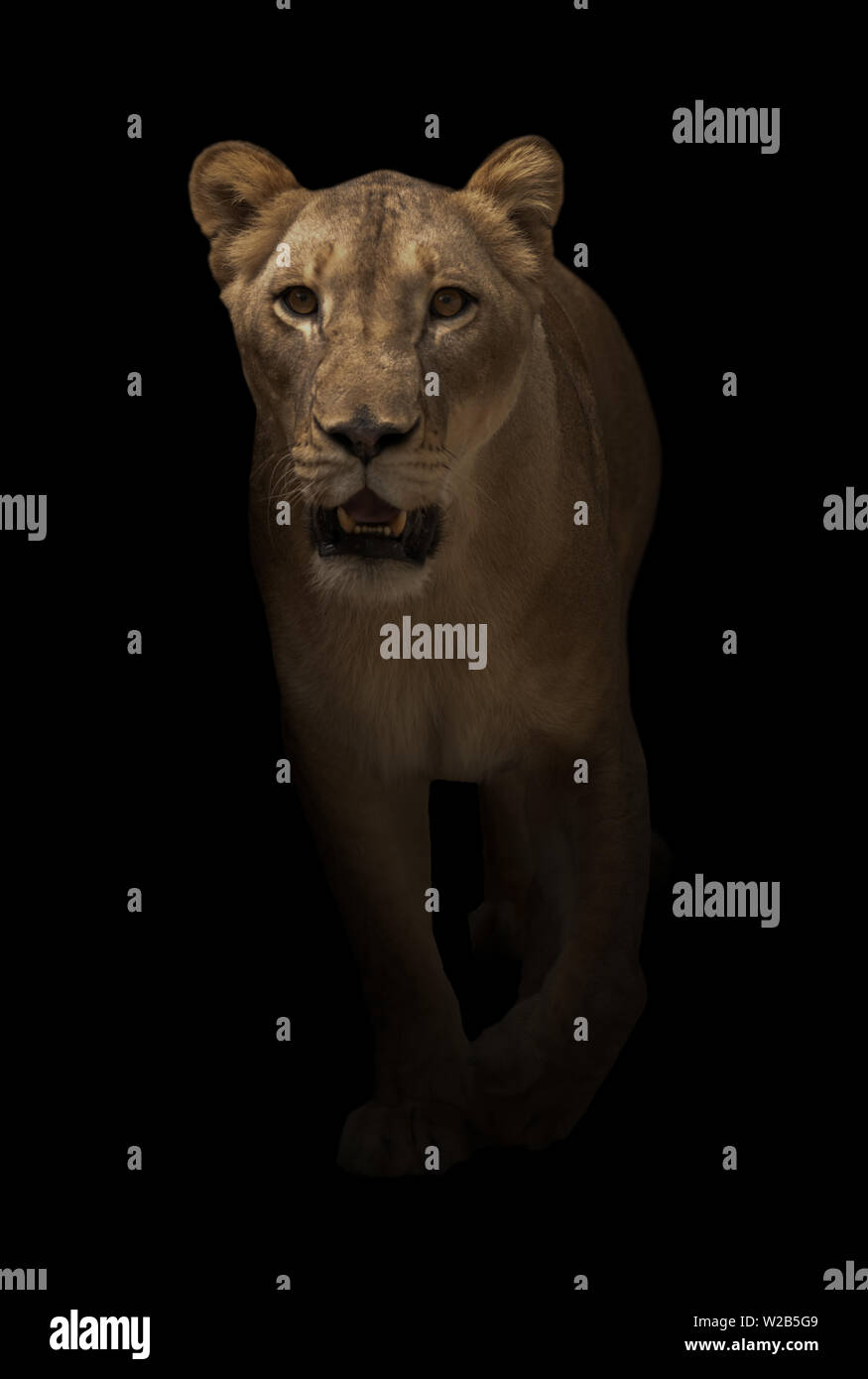 Löwin (Panthera leo) Wandern in dunklen Hintergrund Stockfoto