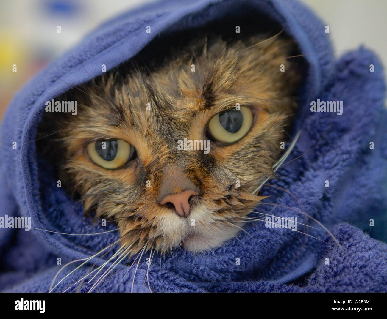 Wütend und traurig süße Katze, Wet auf einem Handtuch, nach gezwungen, ein Bad zu nehmen Stockfoto