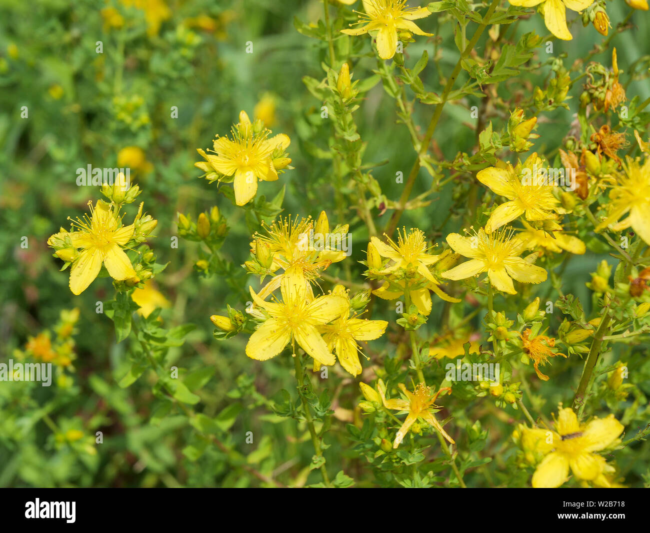 Saint John's Wort oder Johanniskraut. Heilpflanze zur Behandlung von Depressionen obwohl kein wirksamer als Placebo in klinischen Studien. Stockfoto