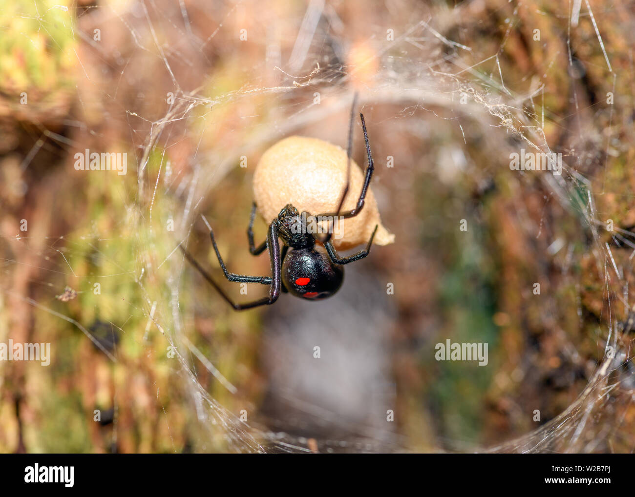 Südliche Schwarze Witwe (Latrodectus mactans) oder Schuh - Taste Spinne, ihr Ei sack Bewachung Stockfoto