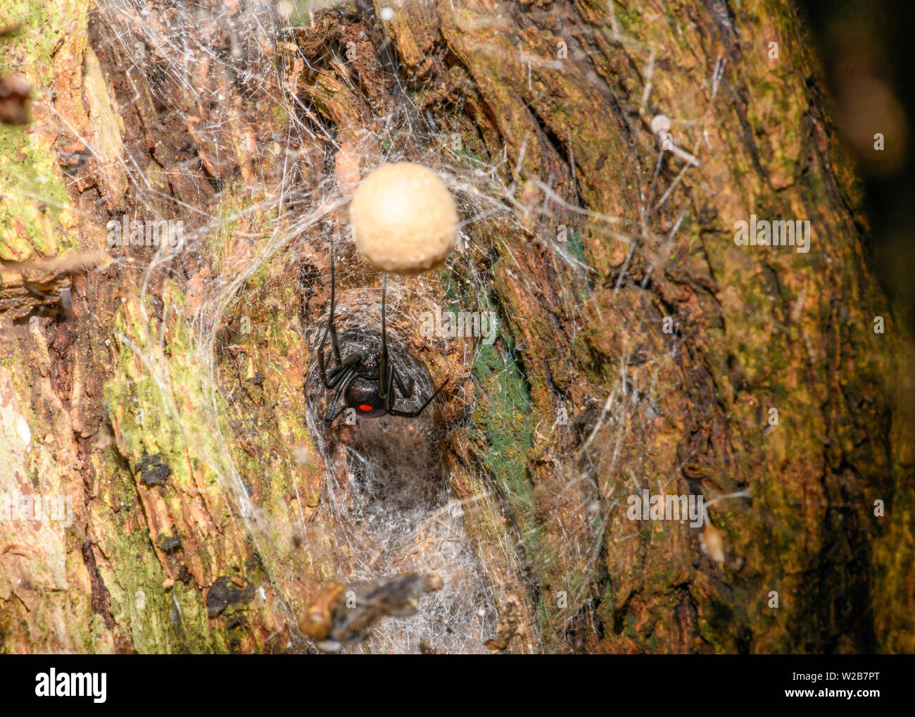 Südliche Schwarze Witwe (Latrodectus mactans) oder Schuh - Taste Spinne, ihr Ei sack Bewachung Stockfoto