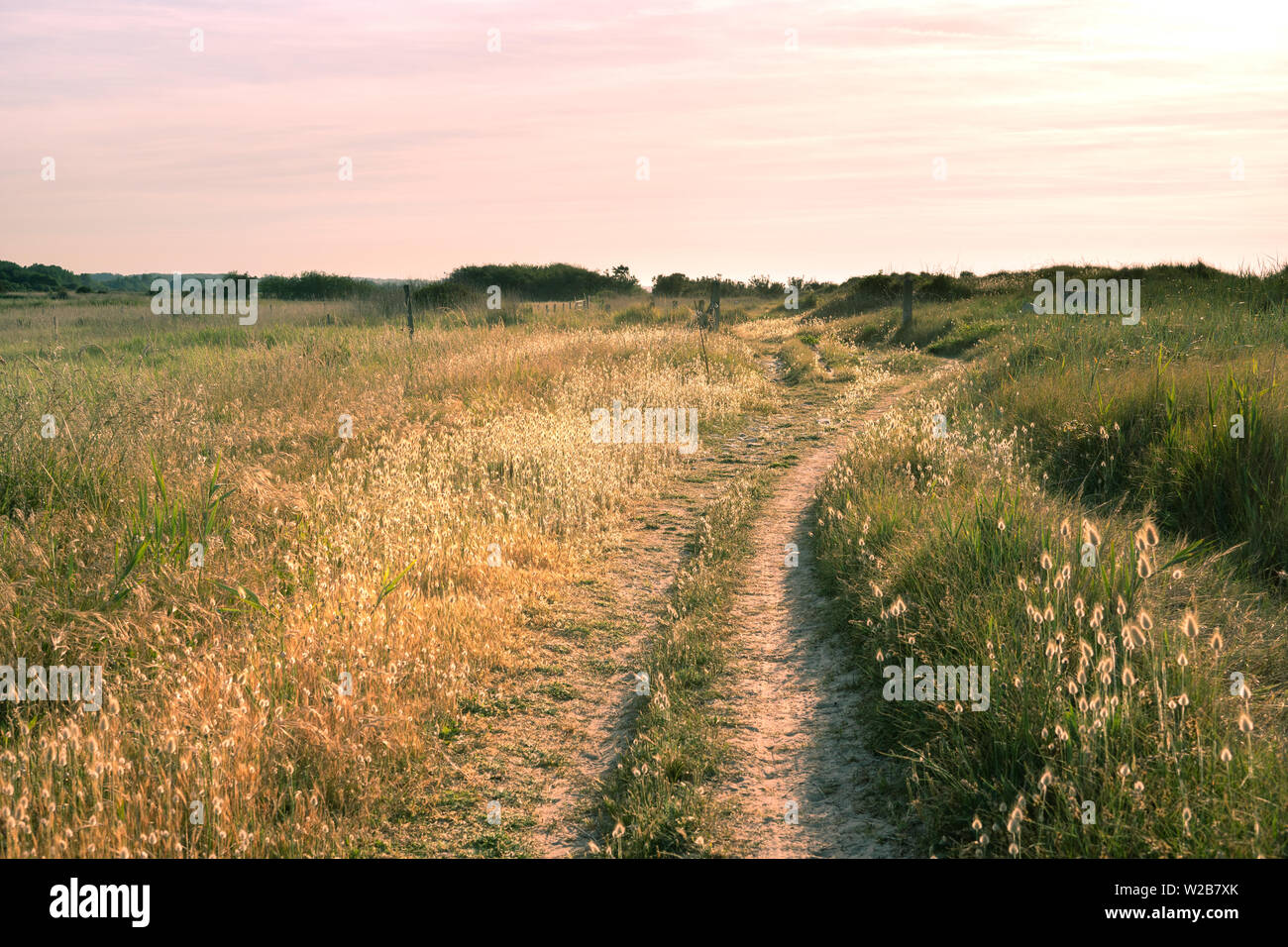 Sonnenuntergang auf einem unbefestigten Pfad direkt an einem landwirtschaftlichen Feld in der Normandie. Weiden, wildes Gras, Pflanzen und Unkraut sichtbar auf beiden Seiten Stockfoto