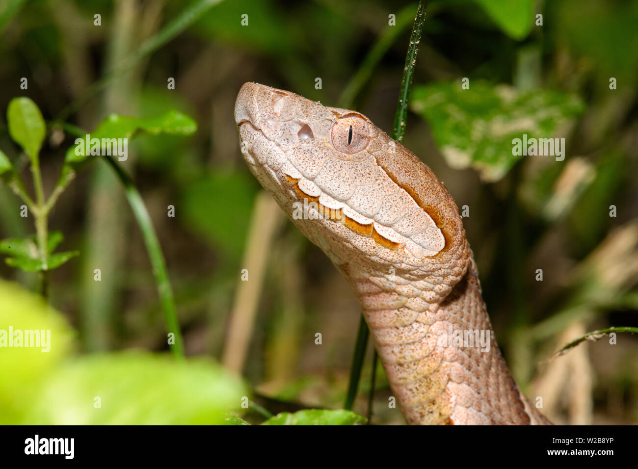 Östlichen Copperhead (Agkistrodon contortrix) close-up Stockfoto