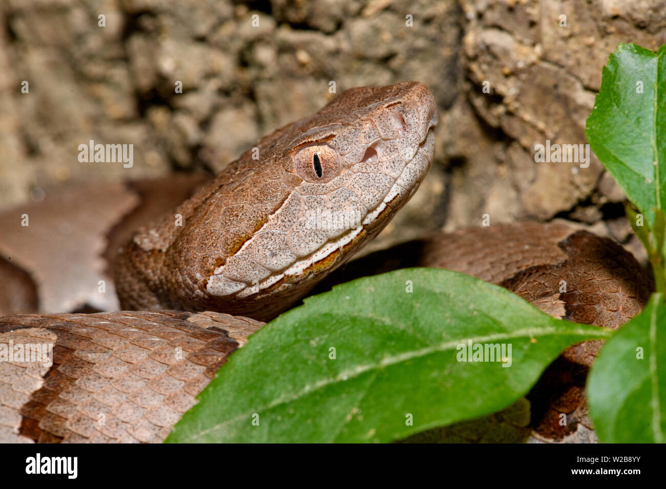 Östlichen Copperhead (Agkistrodon contortrix) close-up Stockfoto