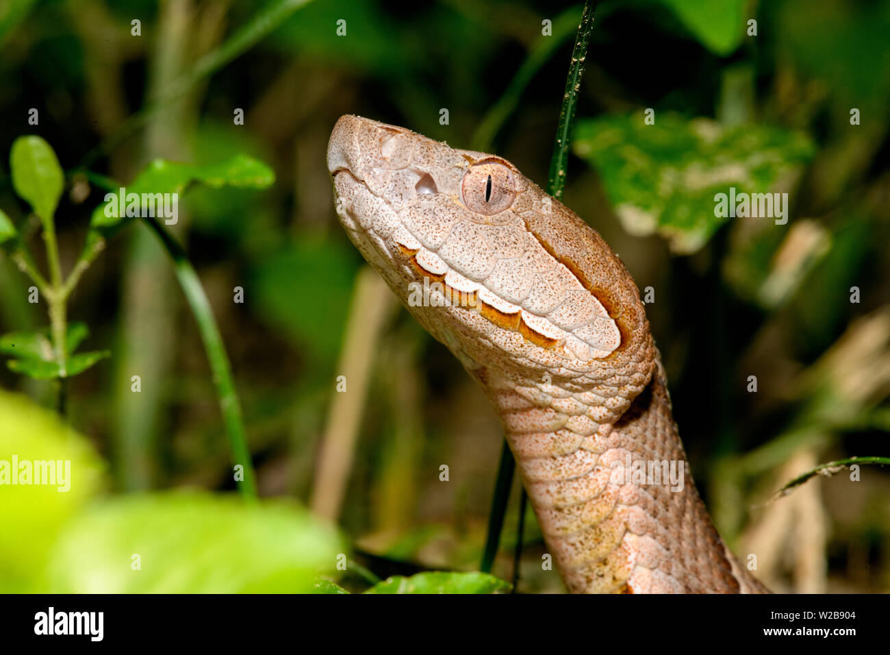 Östlichen Copperhead (Agkistrodon contortrix) close-up Stockfoto