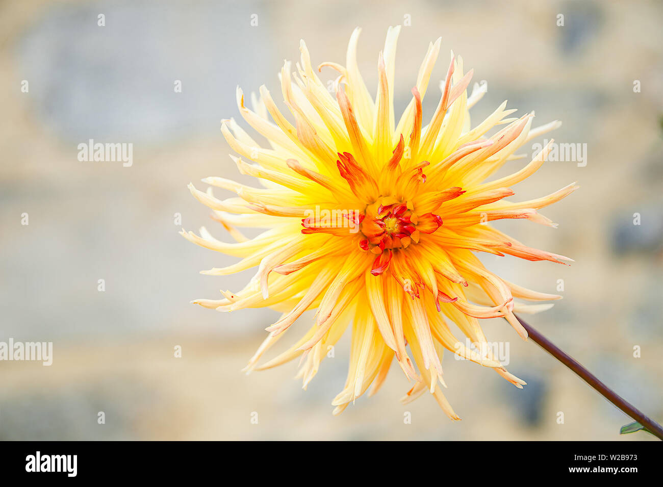 Blüte Gelb-rote Disteln Blume in der Sonne mit einer geringen Tiefenschärfe genommen. Stockfoto