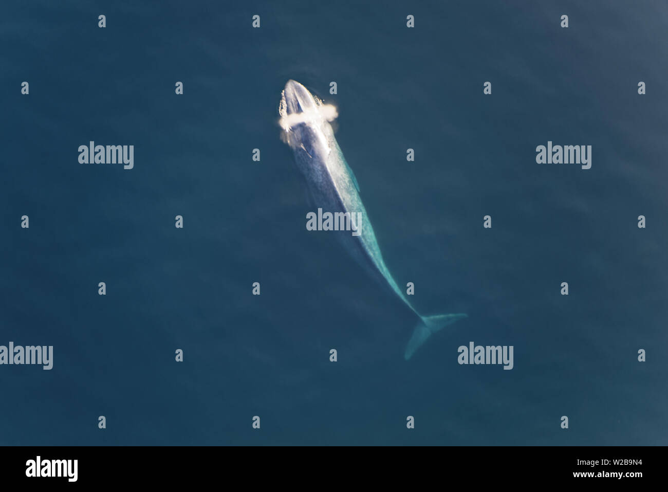 Ein Blauwal ist Belag für einen Atem Stockfoto
