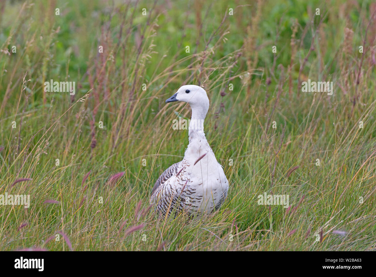 Männliche Upland Goose in einem Feuchtgebiet in Laguna Nimez finden in El Calafate, Argentinien Stockfoto