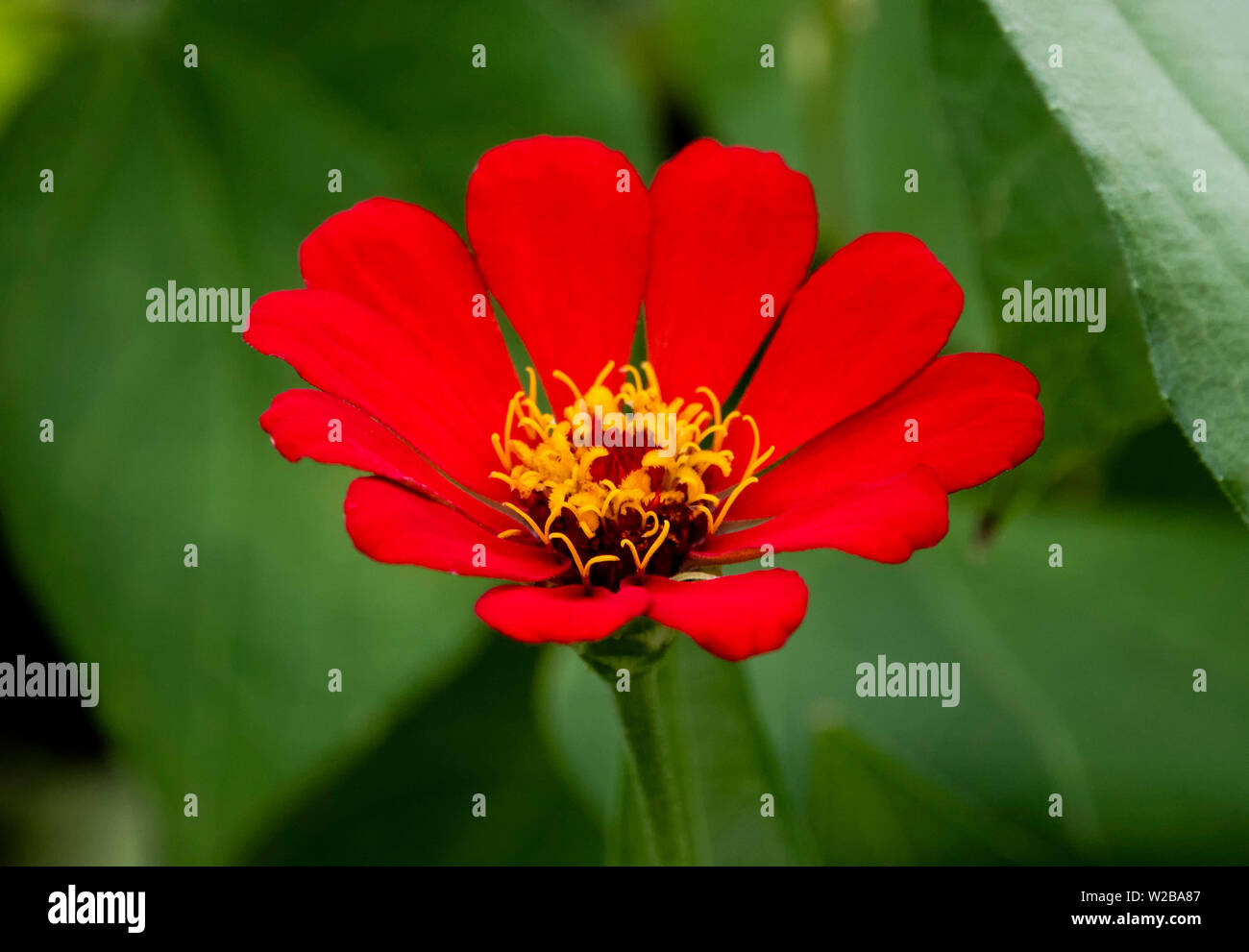 Grün und rot Stockfoto