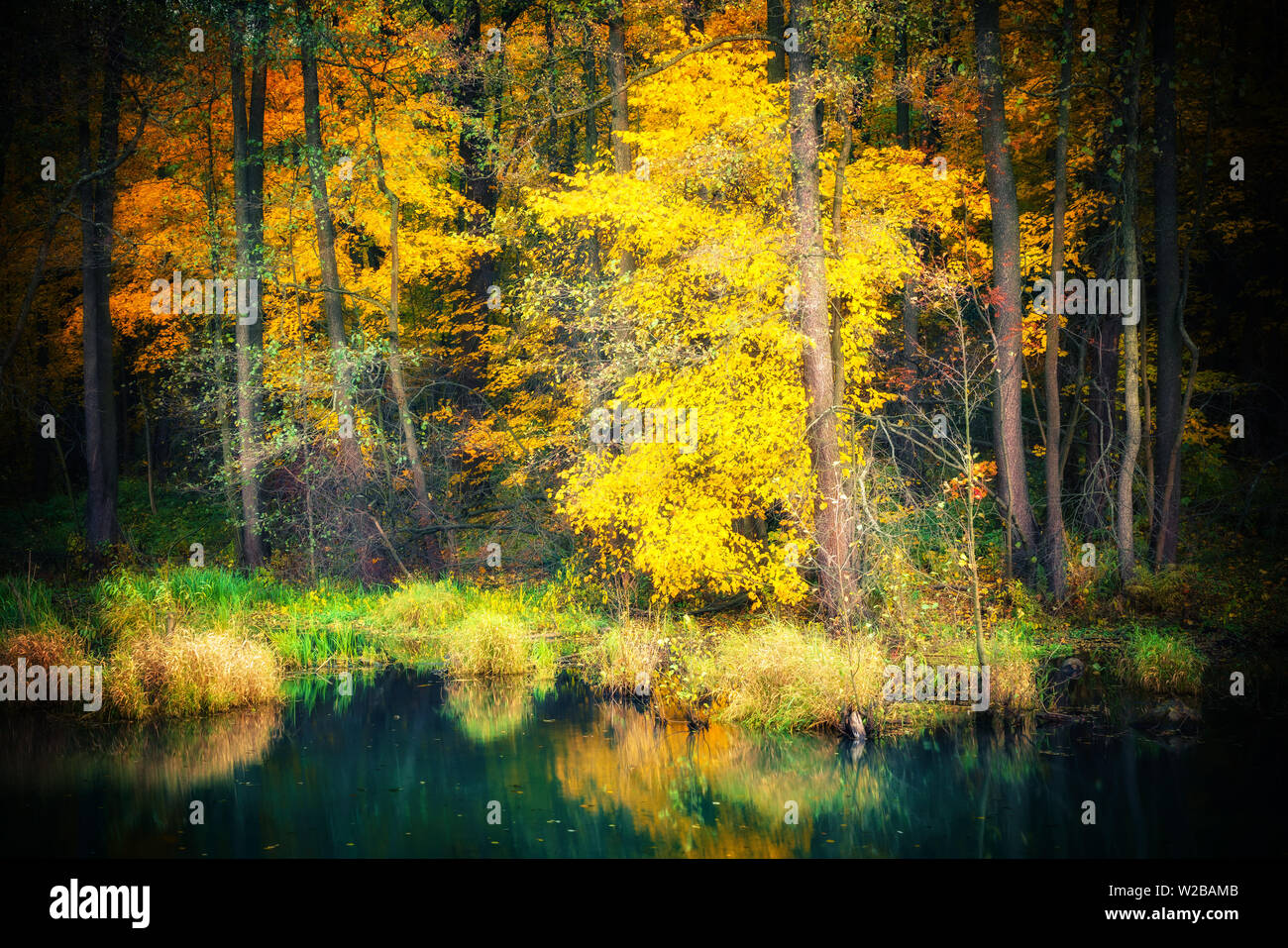 Lebendige Herbst Wald im Fluss spiegeln Stockfoto